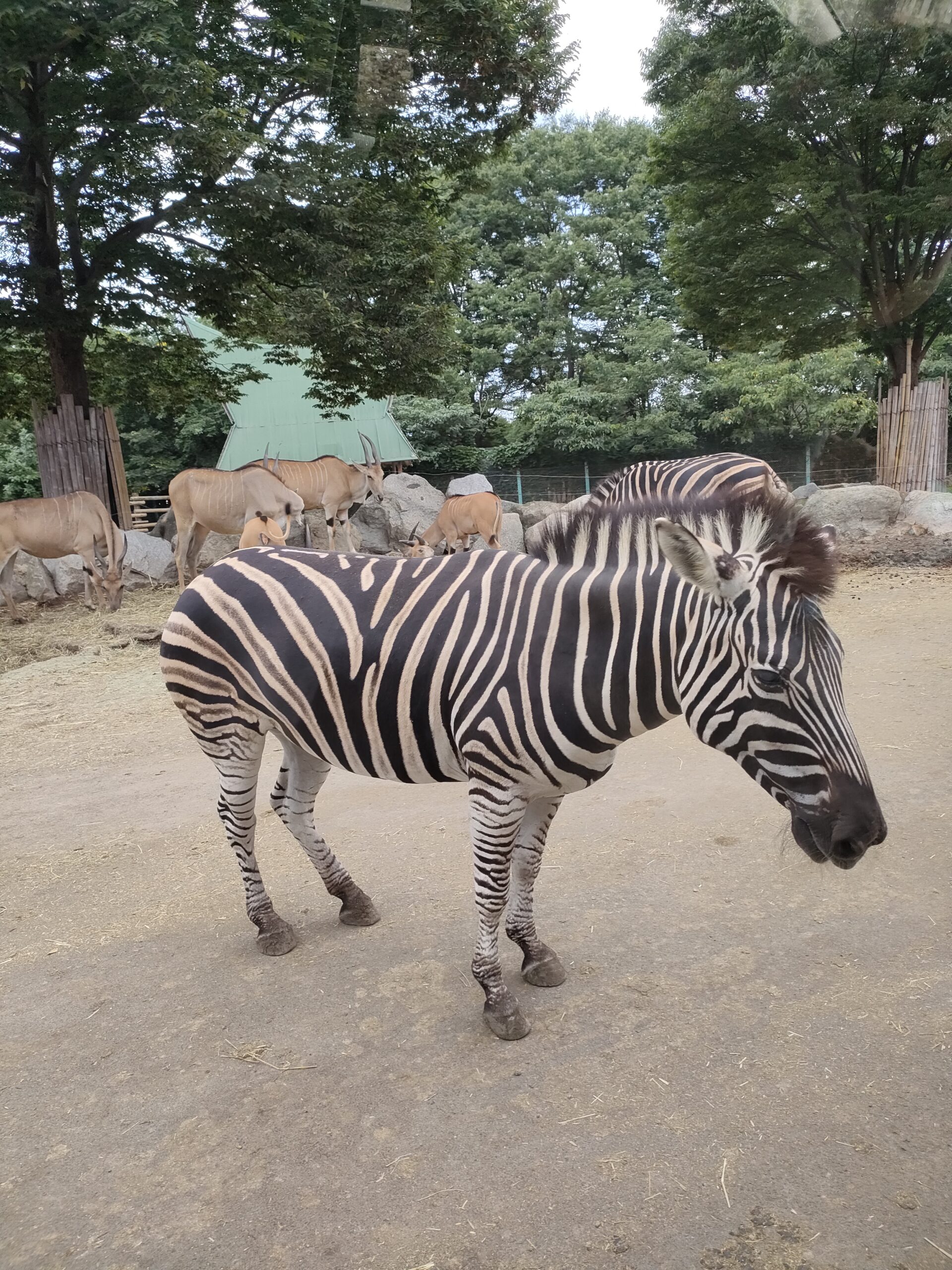 サファリパークのしまうま